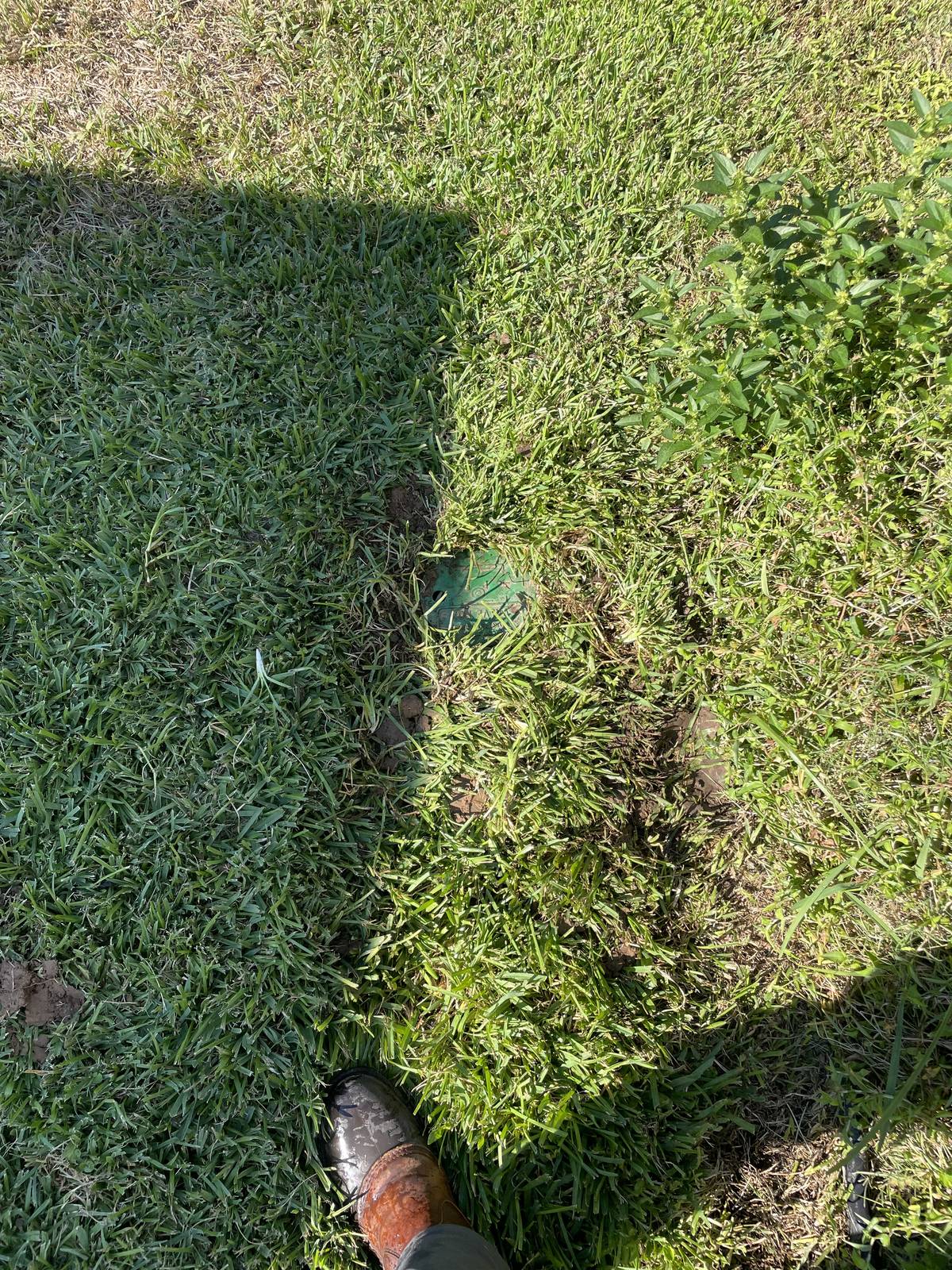 Green sprinkler valve box lid set flush with the lawn after a valve replacement in Hurst, Texas