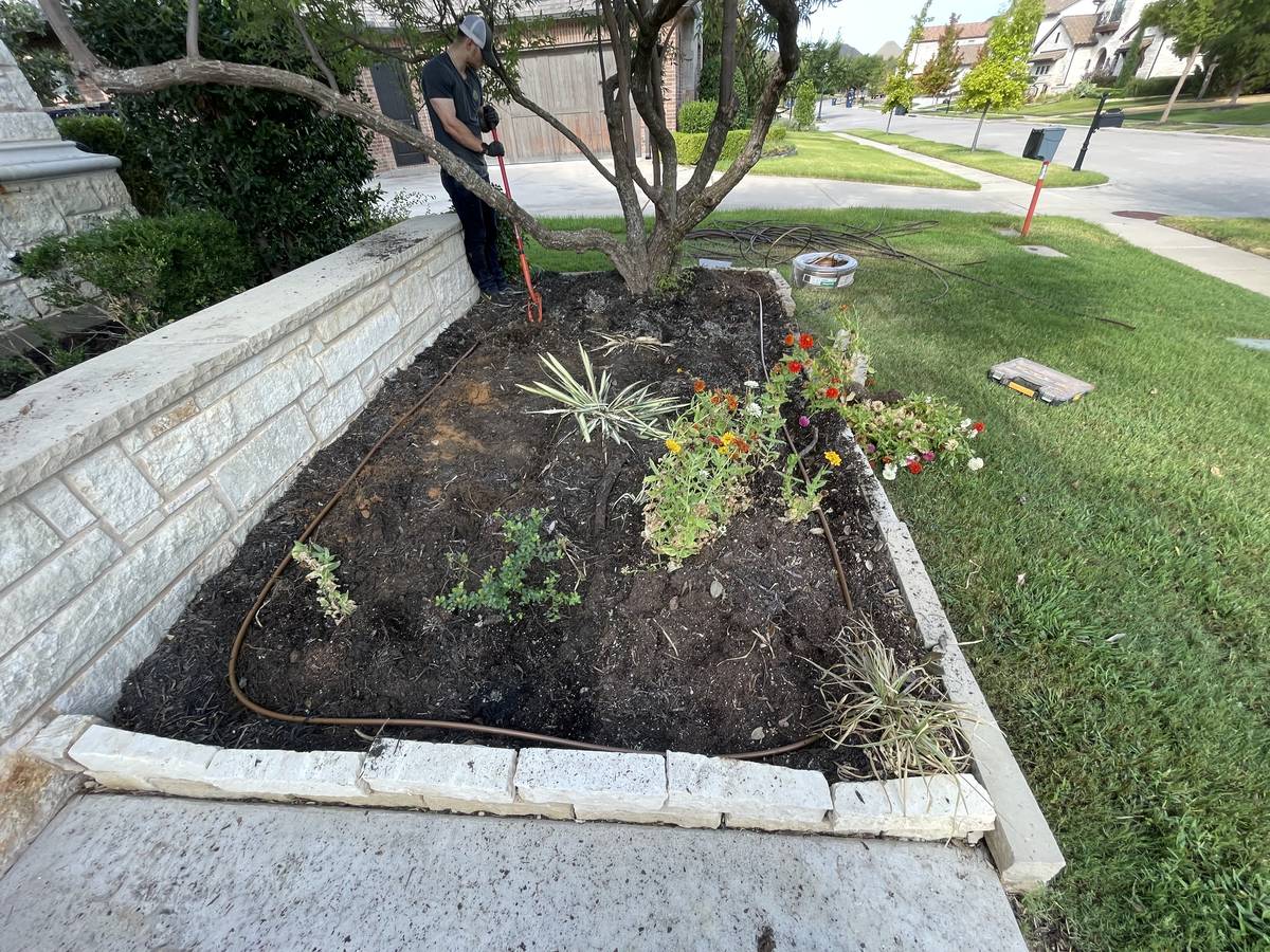 Front-yard planting bed in Southlake, Texas with drip line on the mulch while a drip zone is being rebuilt
